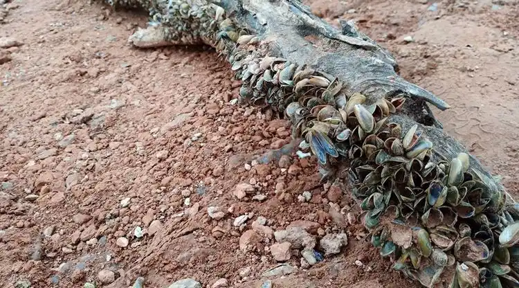 El Cadillal, en alerta por la presencia y expansión de mejillones dorados en el dique