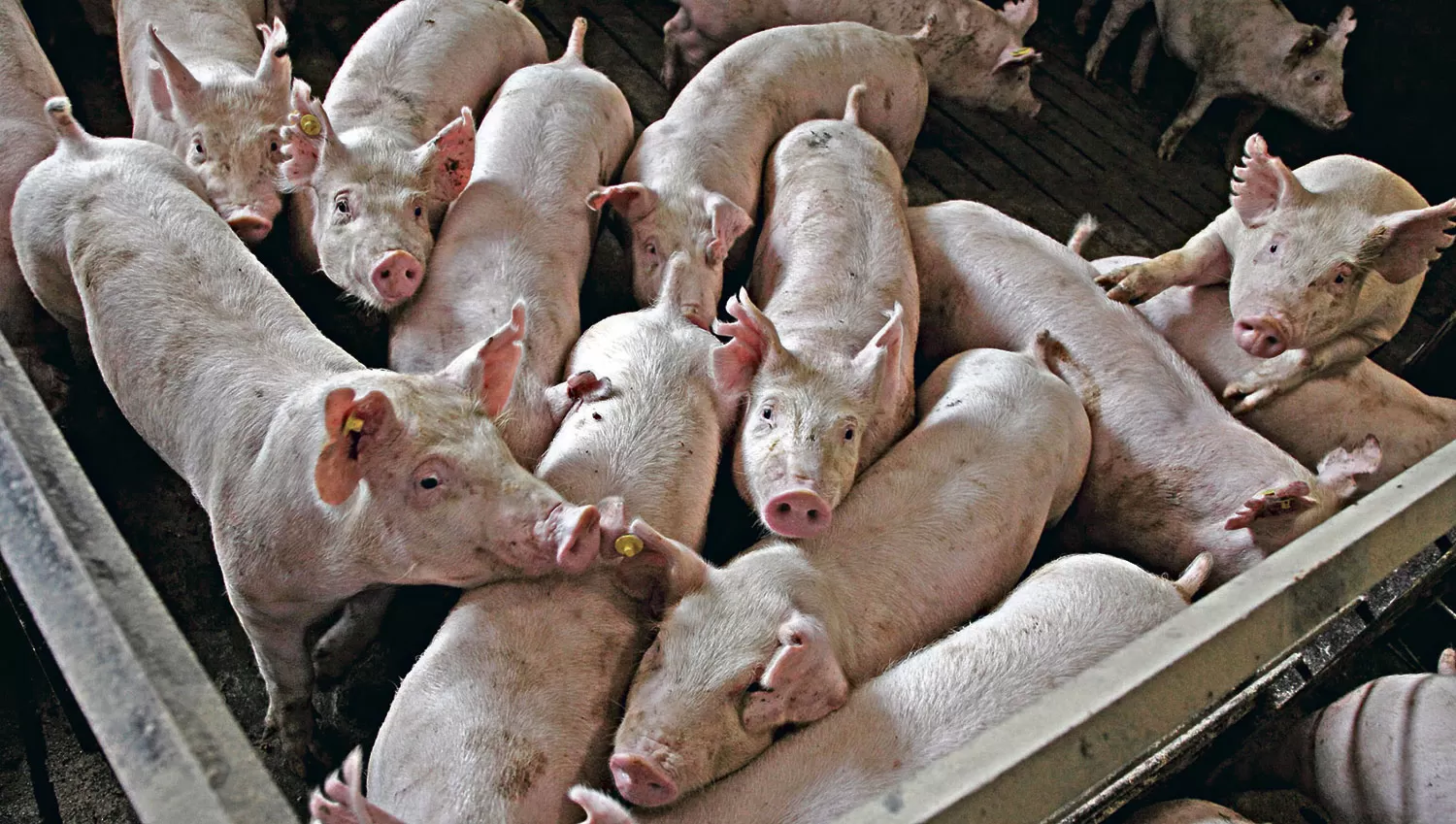 Hasta noviembre se produjeron 526.200 toneladas de carne porcina
