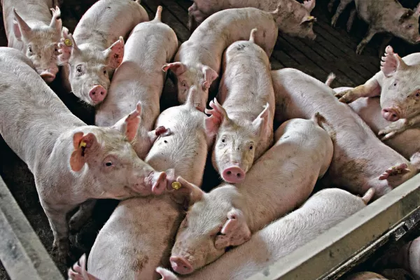 Hasta noviembre se produjeron 526.200 toneladas de carne porcina