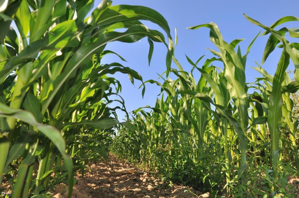 IMPORTANCIA. El maíz es un eslabón clave en el sistema productivo de granos del Noroeste Argentino.  