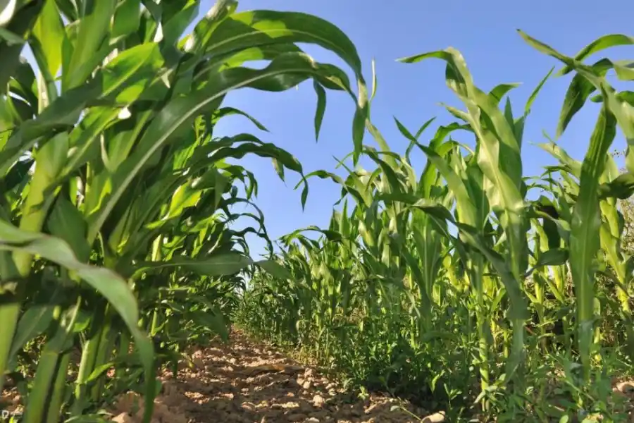 IMPORTANCIA. El maíz es un eslabón clave en el sistema productivo de granos del Noroeste Argentino.  
