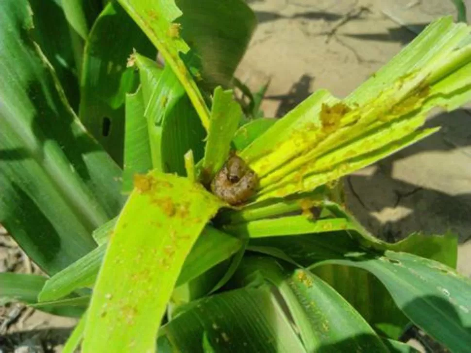 PESTE. Las consecuencias de un maíz infectado con Spodoptera frugiperda.  