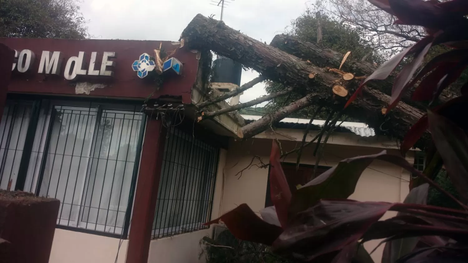 Por la tormenta, cayó un árbol sobre el Caps de Horco Molle