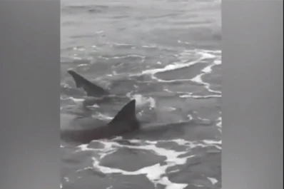 Aparecieron tiburones en la costa argentina y asustaron a los veraneantes