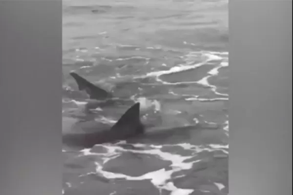 Aparecieron tiburones en la costa argentina y asustaron a los veraneantes