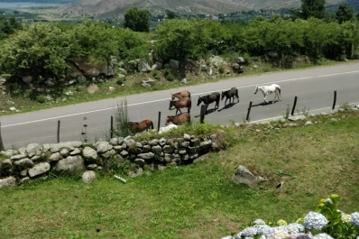 La ruta a Tafí del Valle recibe al visitante con animales sueltos