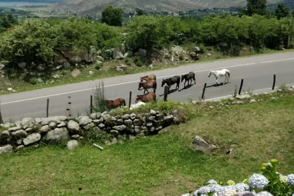 La ruta a Tafí del Valle recibe al visitante con animales sueltos