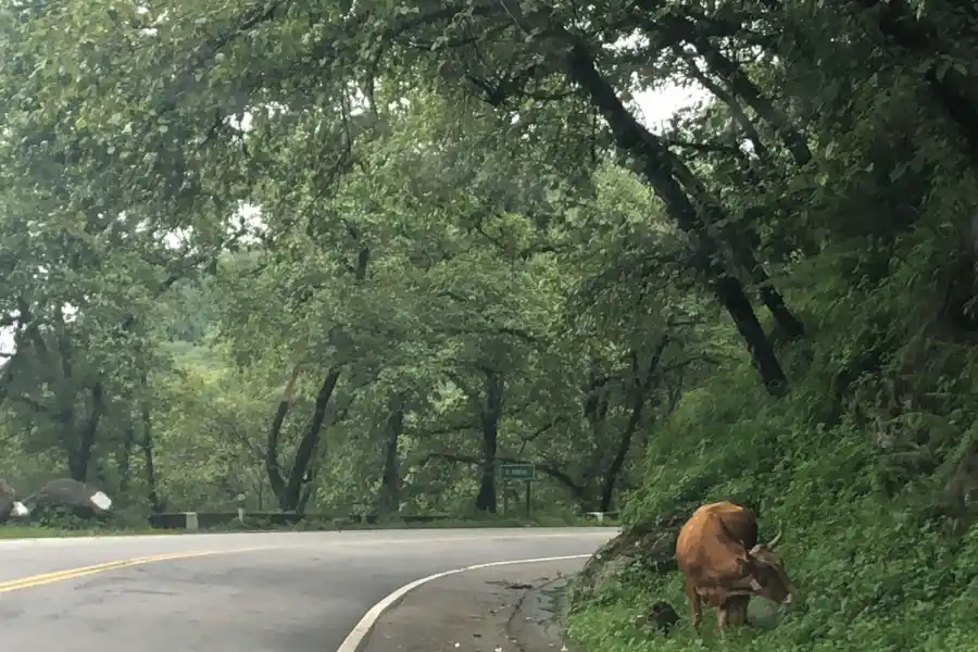 La ruta a Tafí del Valle recibe al visitante con animales sueltos