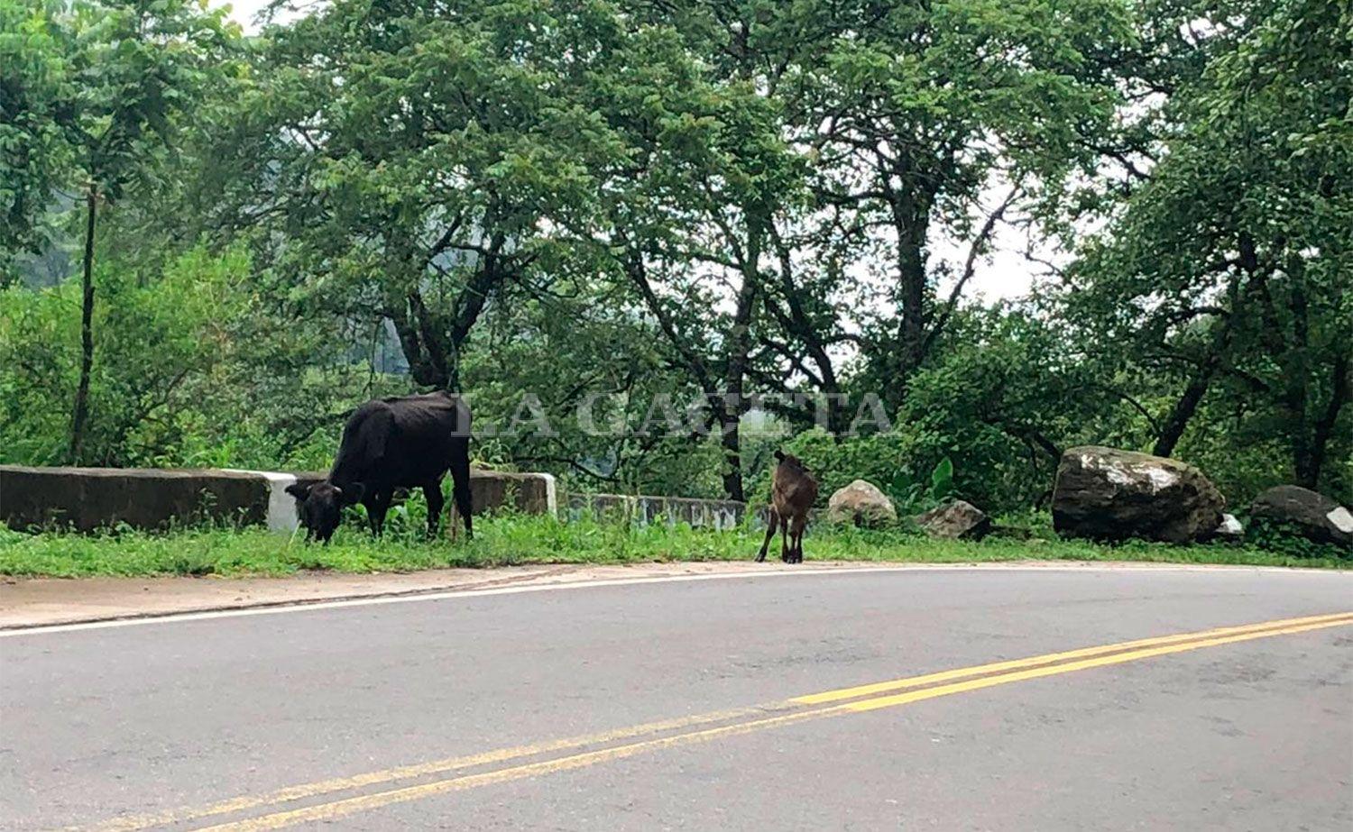 ANIMALES SUELTOS.