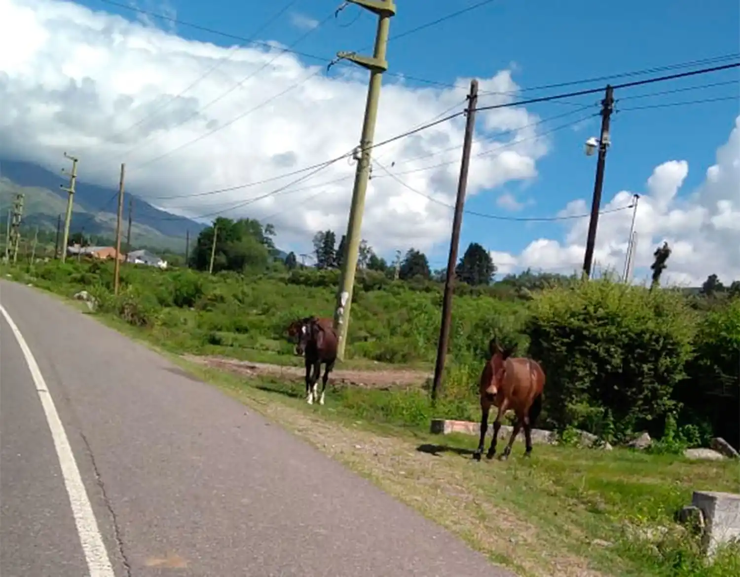 ANIMALES SUELTOS. Camino a Tafí del Valle.