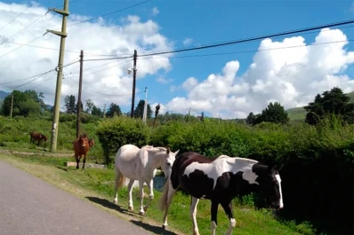 Encuesta: ¿qué pensás que hay que hacer respecto de los animales sueltos en la ruta?