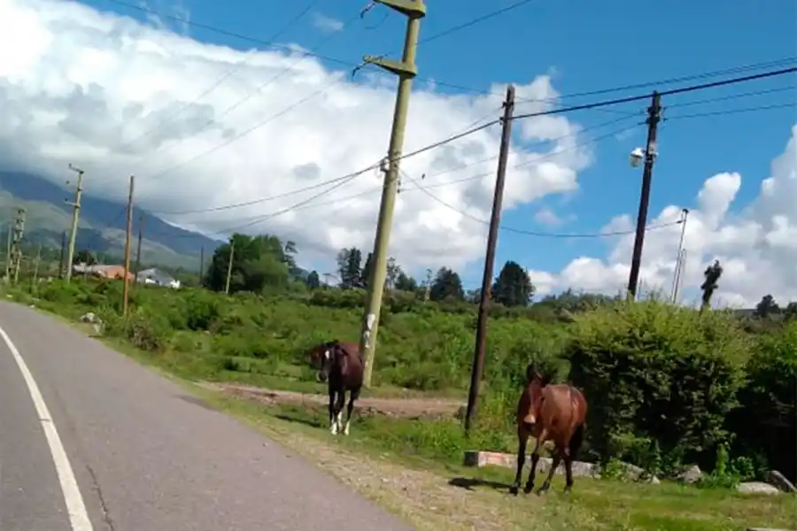 ANIMALES SUELTOS. Camino a Tafí del Valle.