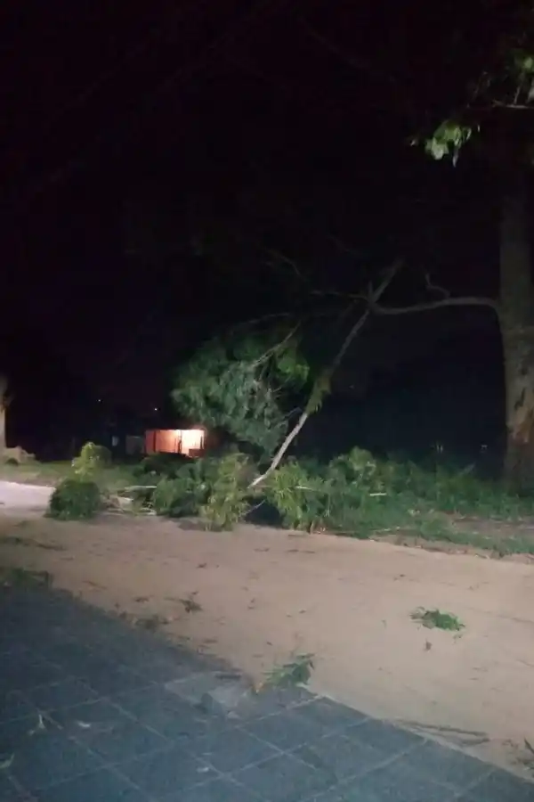 Los fuertes vientos en Tucumán provocaron voladura de techos, caída de árboles y postes