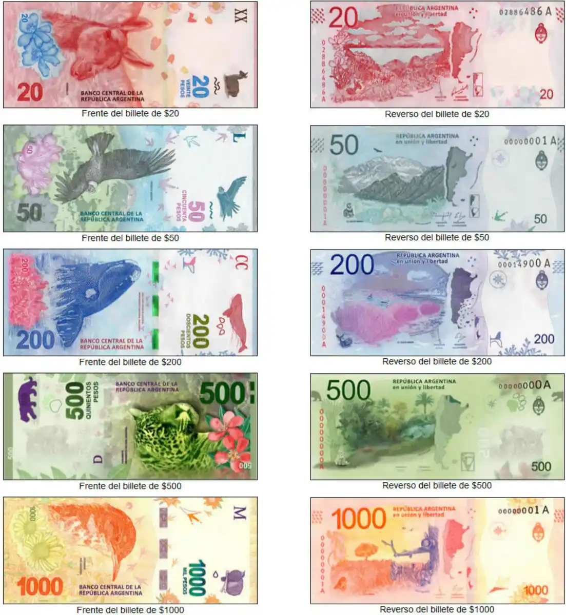 Es un hecho: el Banco Central confirmó cuándo sacarán los animales de los billetes