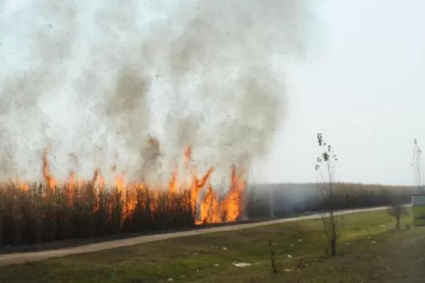 Disminuyó un 14% la superficie de caña quemada en 2019