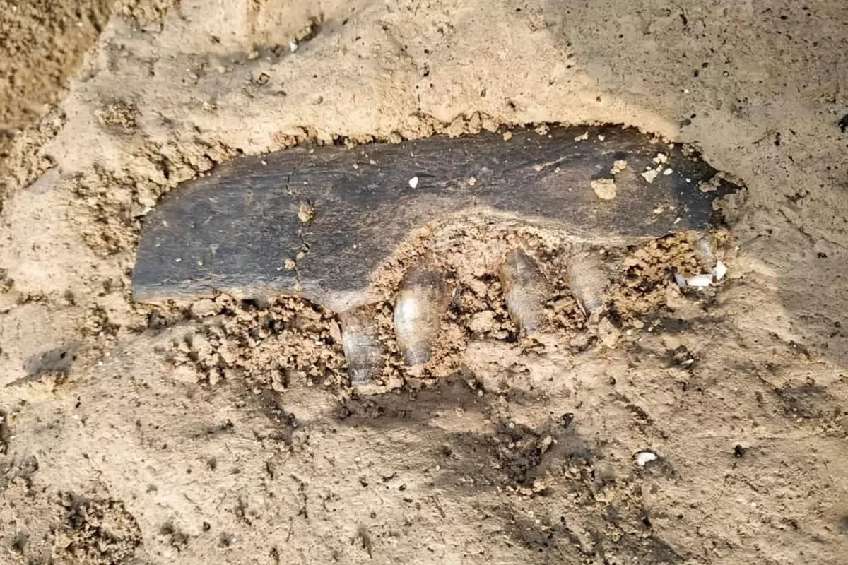 HALLAZGO. Una familia encontró una mandíbula, entre otros fósicles. TÉLAM
