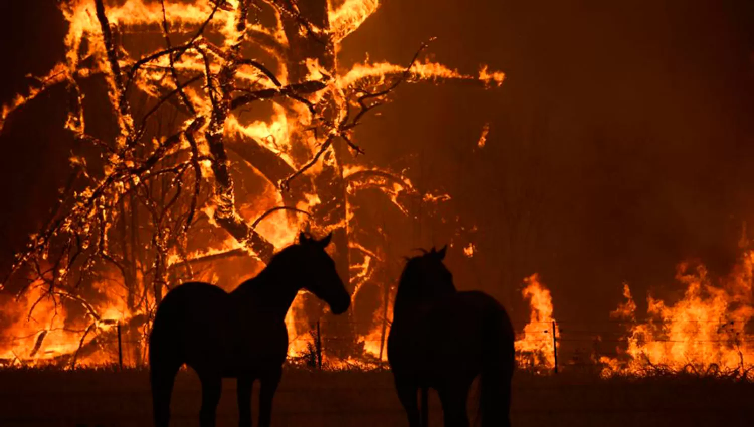 El ganado huye de las llamas y del calor insoportable