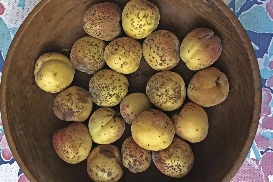 DAMASCOS. Las cosechas en casa de los árboles frutales son una constante.