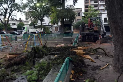 Pudo ser una tragedia: cayó un árbol sobre los juegos de la plaza Belgrano