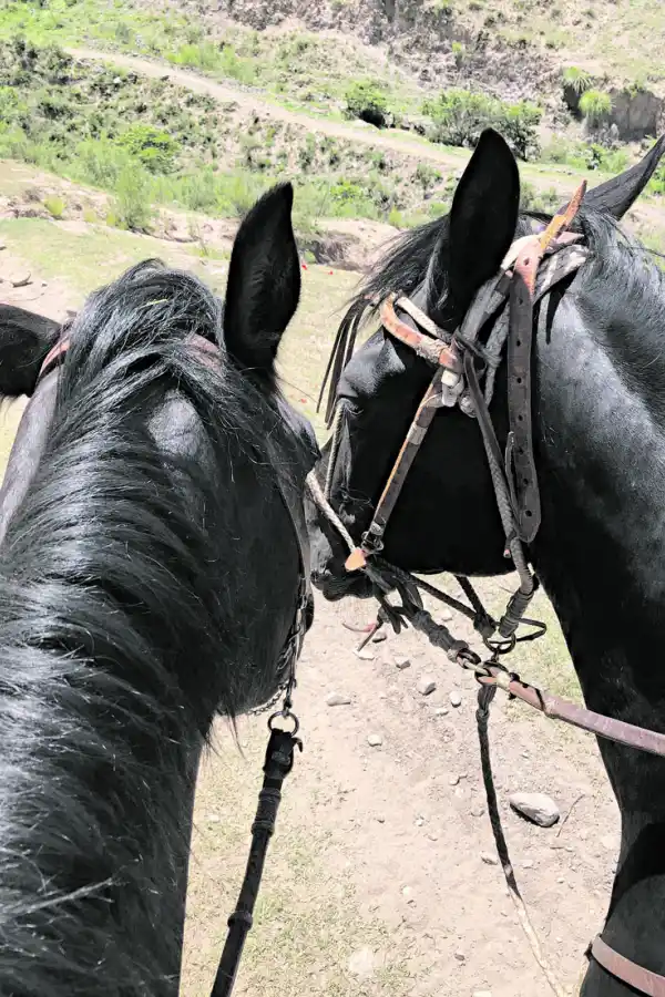 Al paso, al trote y al galope