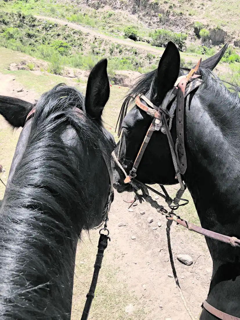 Al paso, al trote y al galope