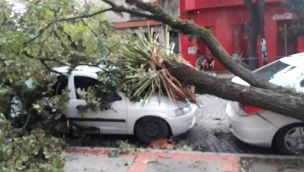 EN LA CAPITAL. Un árbol cayó encima de los autos en la calle Cuba.  