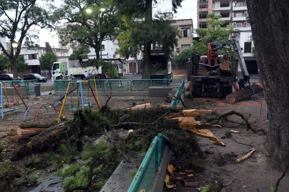 ARDUO TRABAJO. Personal de la Municipalidad intenta retirar los restos del árbol que cayó sobre el sector de juegos de la plaza Belgrano. la gaceta / foto de DIEGO ARAOZ