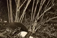 Comando Atila: casos que tuvieron el sello del grupo y generaron conmoción