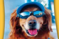 Lo que tenés que saber si salís de viaje con tu mascota 