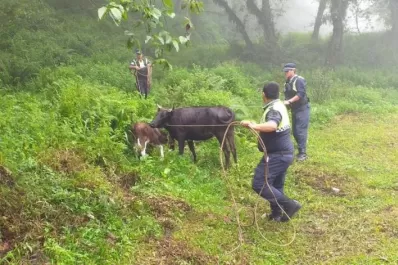 Secuestran animales sueltos en el camino a los Valles