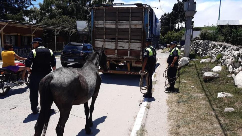 POR LA VILLA. Los agentes trasladan un caballo que fue secuestrado.  