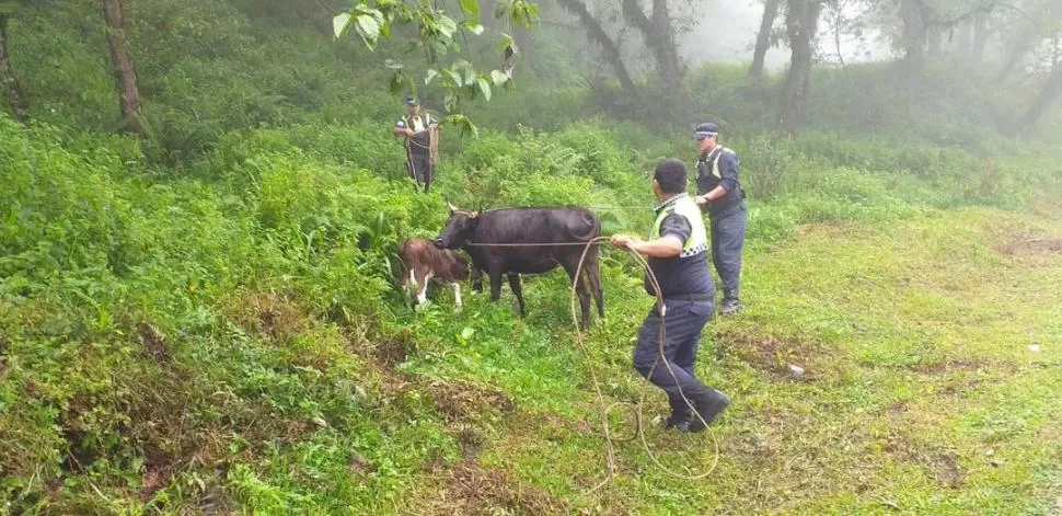 CERCA DE LA RUTA. Policías enlazan dos animales durante los operativos.  