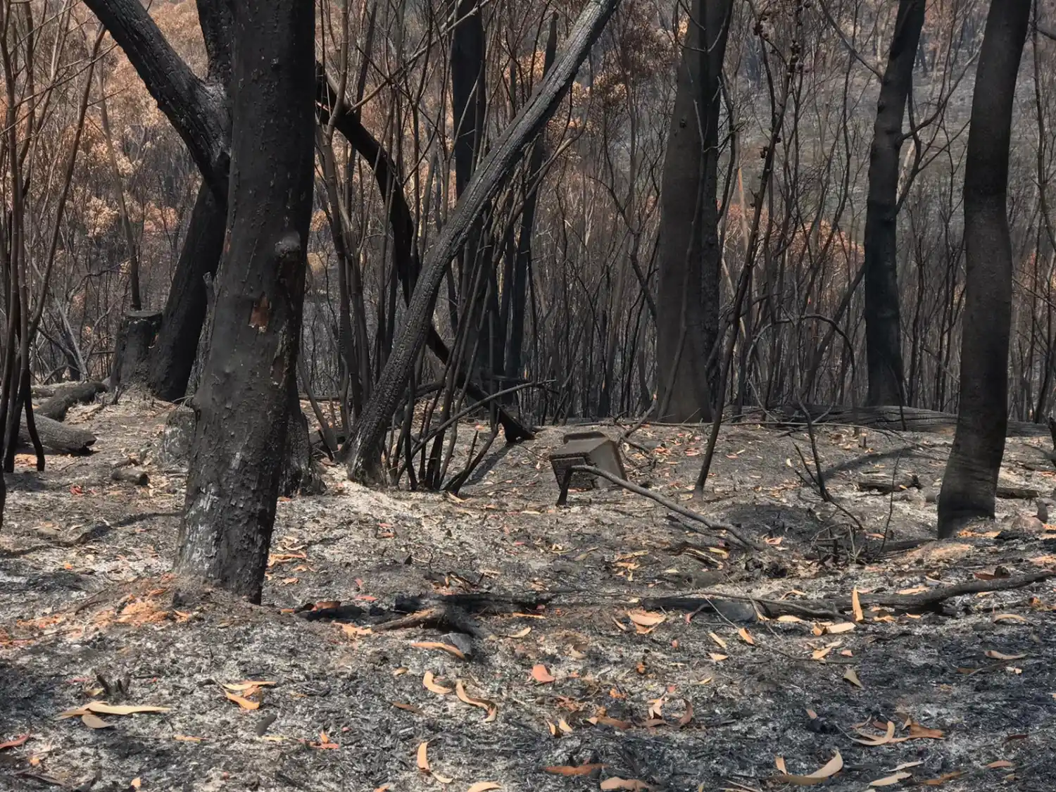 El bosque consumido por los fuegos.