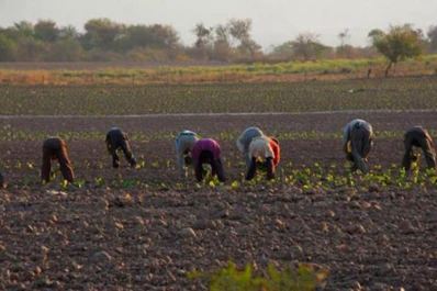 Otorgarán en forma provisoria la Libreta de Trabajo Rural a peones indocumentados