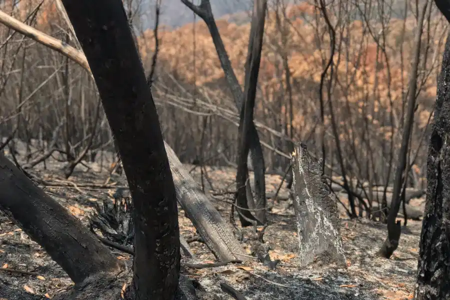 Las pérdidas de los pulmones verdes en Australia.