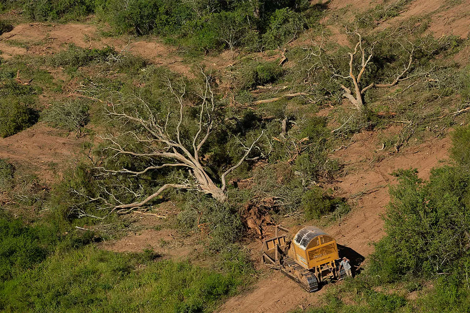Se perdieron más de 80.000 hectáreas de bosques en el norte argentino durante el año pasado