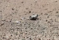 Las rutas chilenas volvieron a enlutar a Tucumán: una mujer murió tras volcar una camioneta 