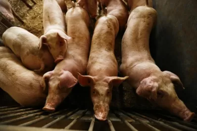 Alemania y Polonia toman medidas para combatir la peste que pone en vilo sus exportaciones de cerdo