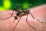 En 2019 se detectaron 113 casos de sarampión, 36 de dengue y 1 chikungunya