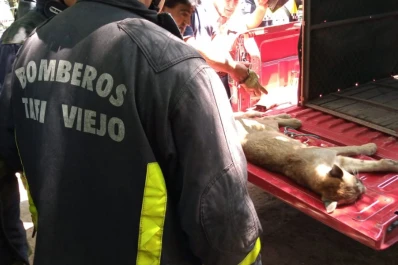 ¡Al fin! Rescataron al puma que causó temor en el Club Médico de Los Nogales