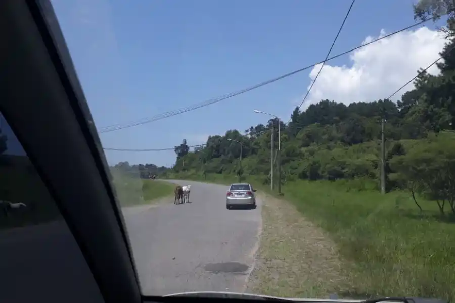 Contenedor de basura desbordado