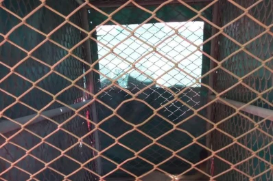 Preocupa la aparición de pumas en zonas urbanas