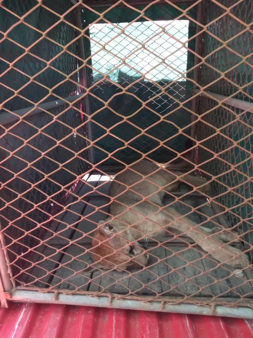 CACHORRO. El animal rescatado tiene 18 meses de vida. 