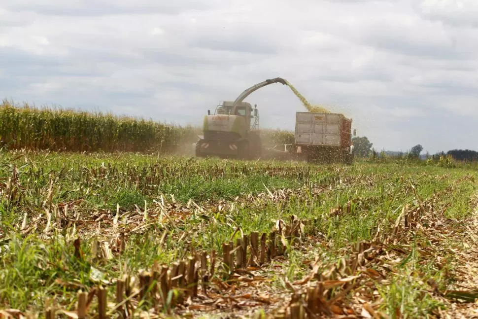CAMPAÑA DE GRANOS. La imagen muestra el proceso de cosecha del maíz; este es uno de los productos por los cuales hay que pagar retenciones. REUTERS