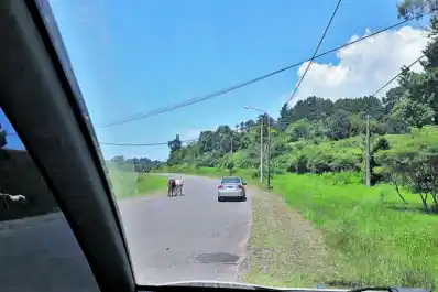 Animales sueltos en San javier, Tafí del Valle y Raco