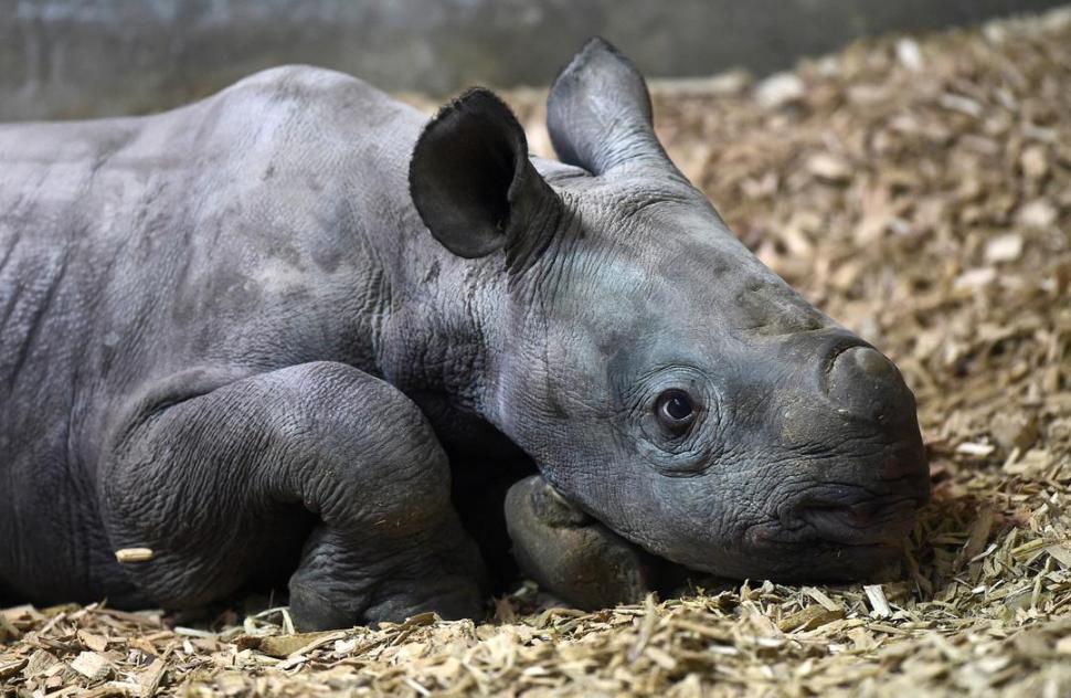  Rinoceronte bebé