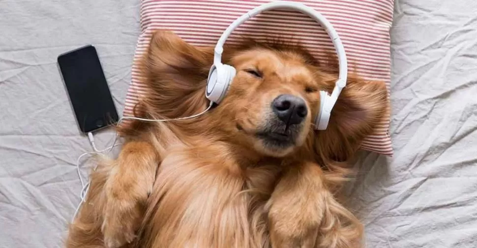 RELAJADO. El uso terapéutico de la música es efectiva si el perro no tiene una fobia, dice una especialista. 