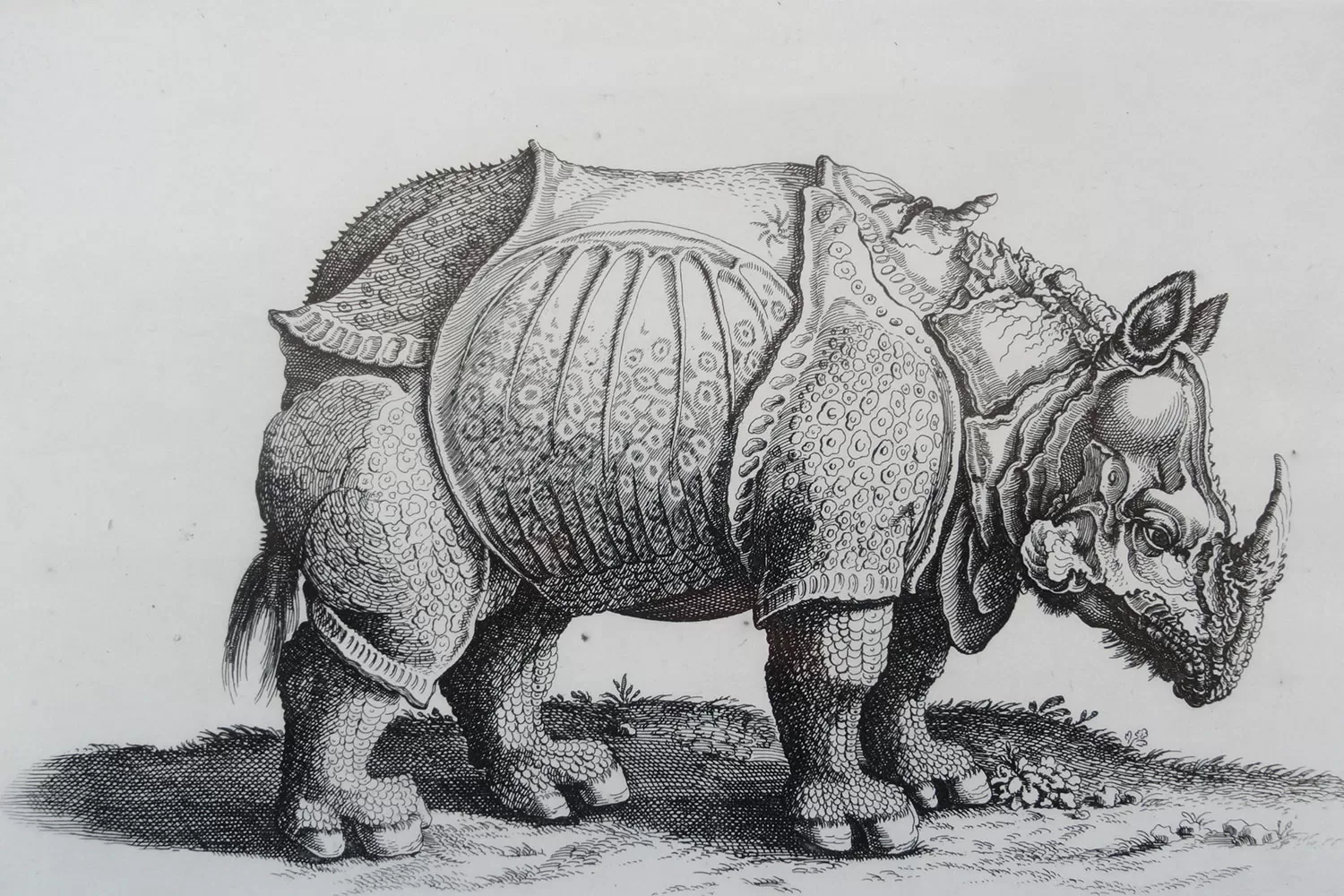 El Rinoceronte de Durero