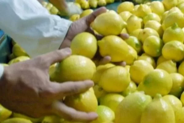 La certificación de calidad del limón abre una chance laboral