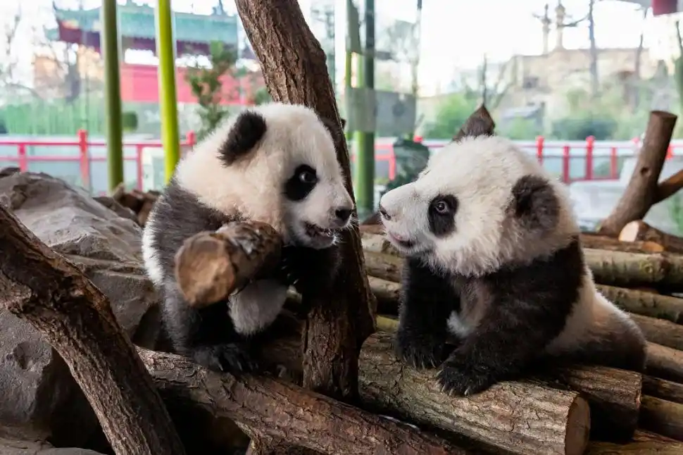 Osos pandas en Berlín